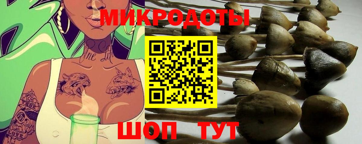 продажа наркотиков  Галлюциногенные грибы GOLDEN TEACHER  Грозный  Вход с VPN  Псилоцибиновые грибы Psilocybine cubensis 